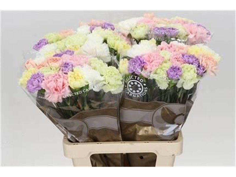 Nagelj Long Mixed Florigene c626