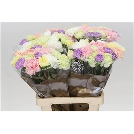 Nagelj Long Mixed Florigene c626