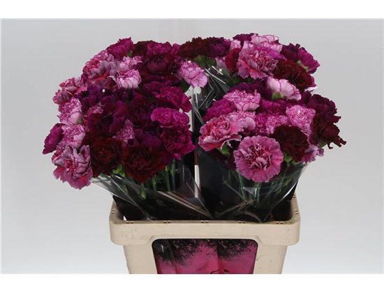 Nagelj Long Mixed Pink c629