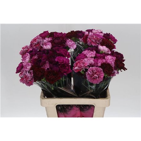 Nagelj Long Mixed Pink c629