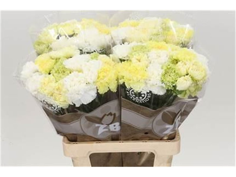 Nagelj Long Mixed Yellow c630