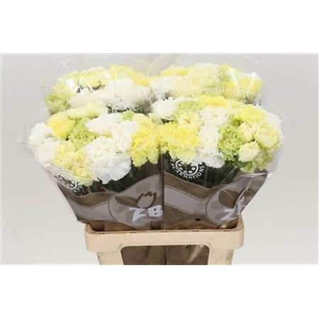 Nagelj Long Mixed Yellow c630