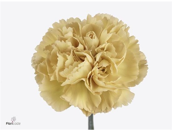 Nagelj Long Mustard c631