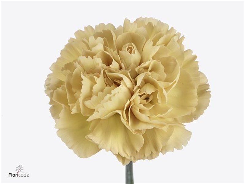 Nagelj Long Mustard c631