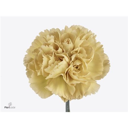 Nagelj Long Mustard c631