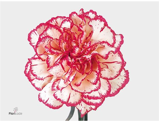 Nagelj Long Painted Molly Blue c632