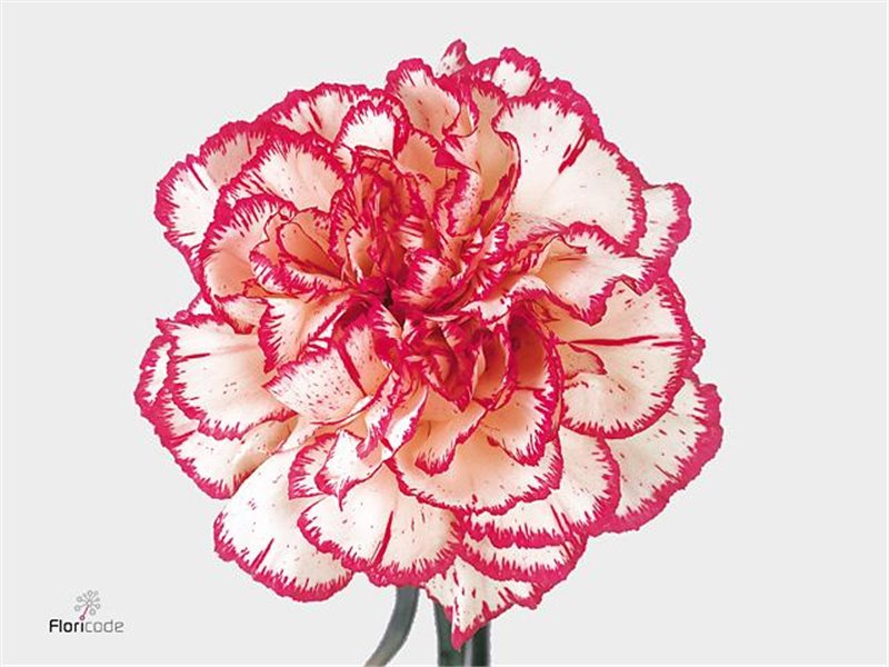 Nagelj Long Painted Molly Blue c632