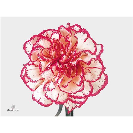 Nagelj Long Painted Molly Blue c632