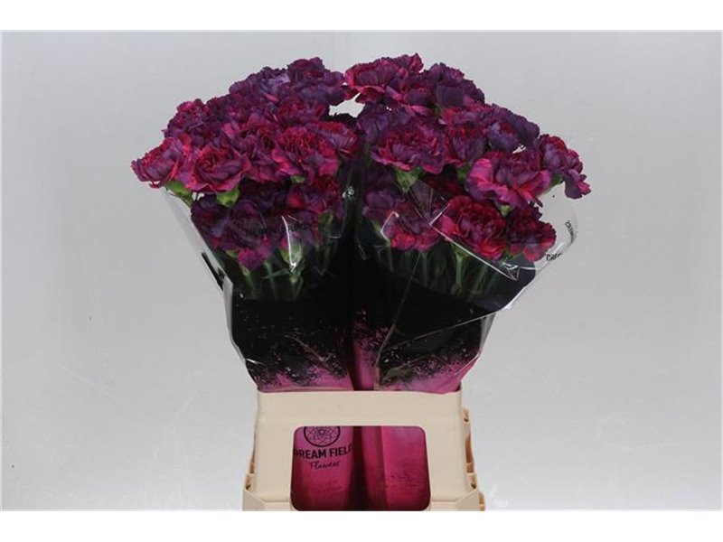 Nagelj Long Tatis c638