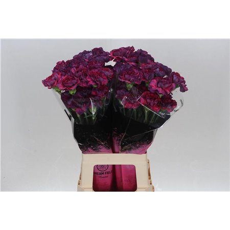 Nagelj Long Tatis c638