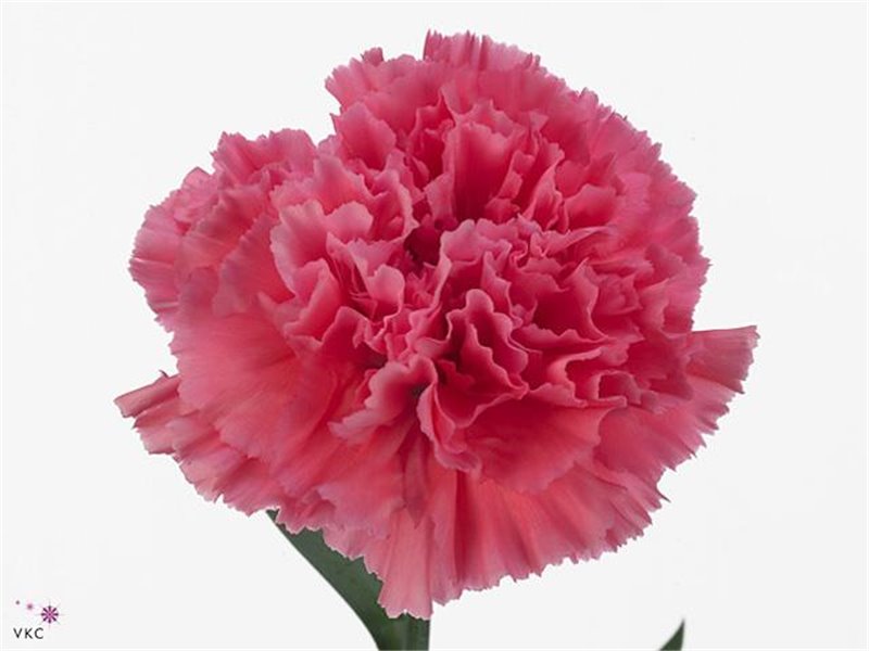 Nagelj Long Tonic Golem c639