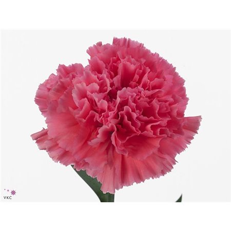 Nagelj Long Tonic Golem c639