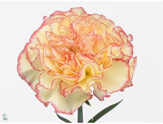 Nagelj Long Yellow Viana c640