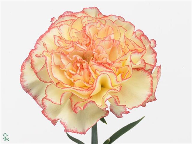 Nagelj Long Yellow Viana c640