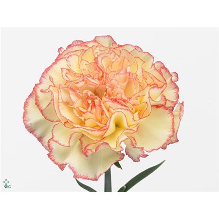 Nagelj Long Yellow Viana c640