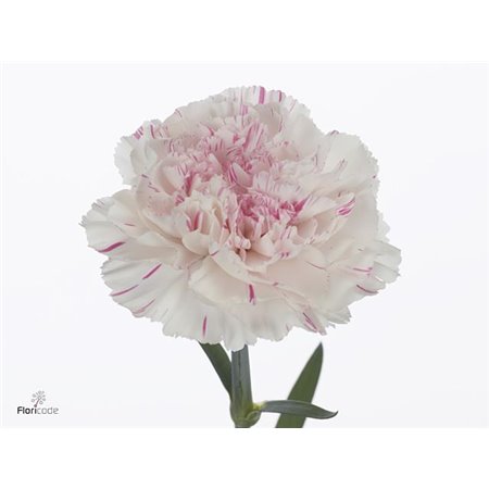 Nagelj Long Yellow Viana c641