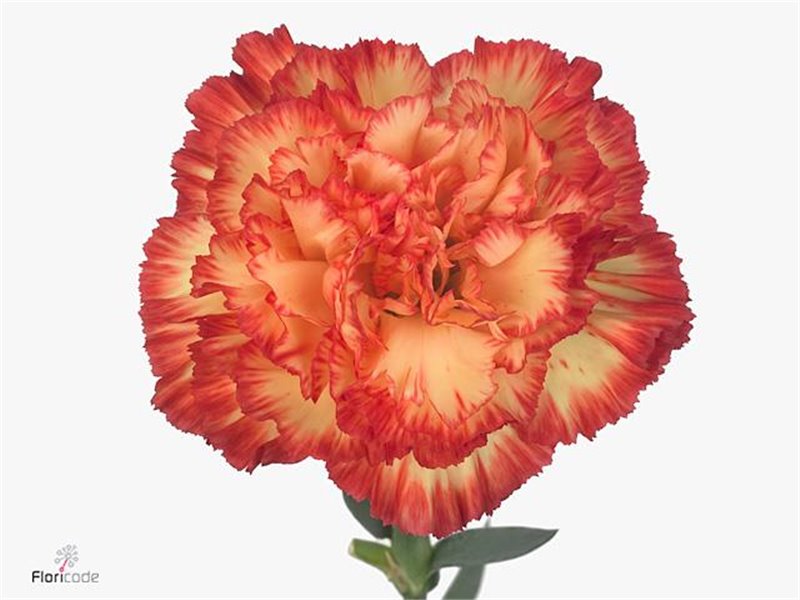 Nagelj Long Zenit c643