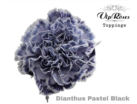 Nagelj Pastel Black c647