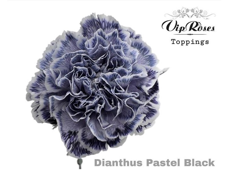 Nagelj Pastel Black c647