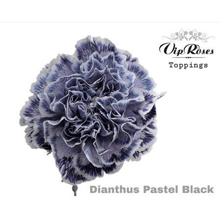 Nagelj Pastel Black c647