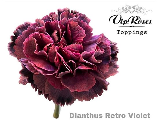 Nagelj Retro Violet c648