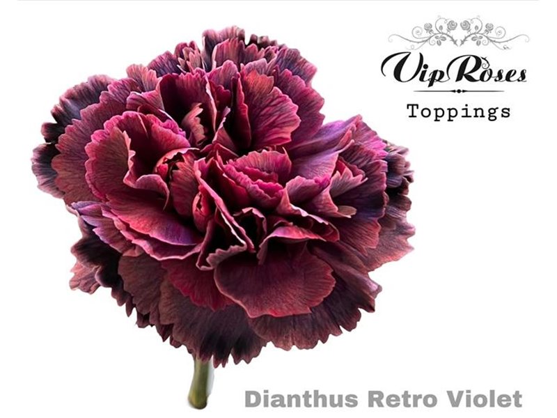 Nagelj Retro Violet c648