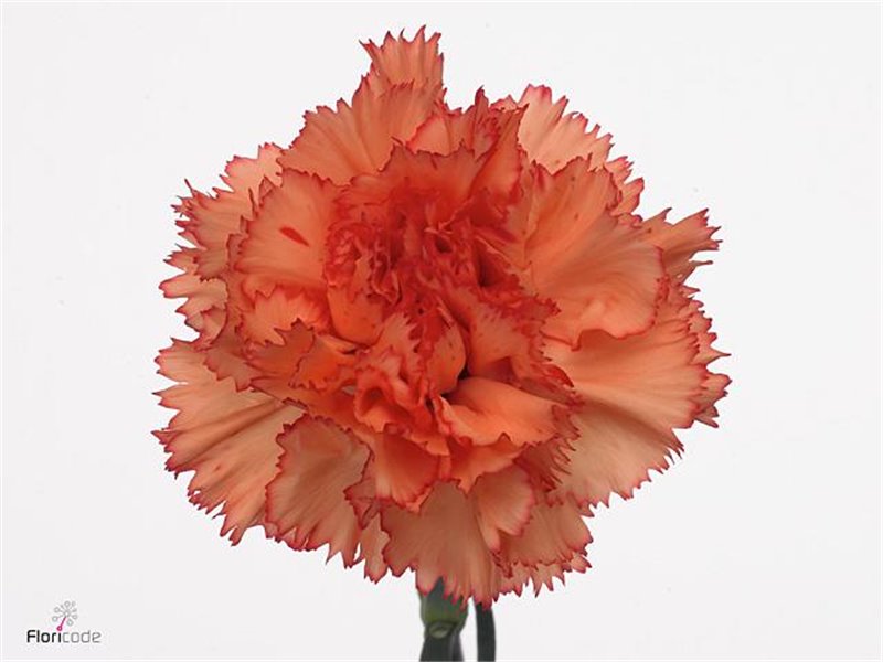 Nagelj Short Ambar c650