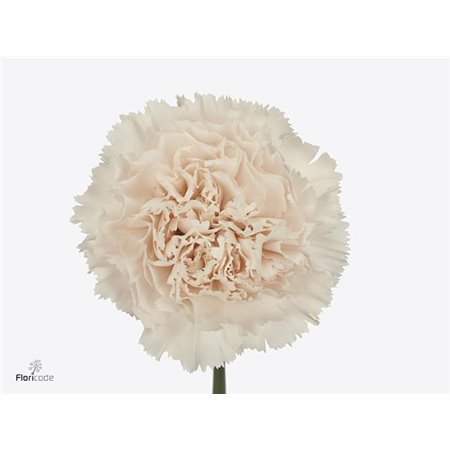 Nagelj Short Brut c651