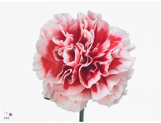 Nagelj Short Cheerio c653