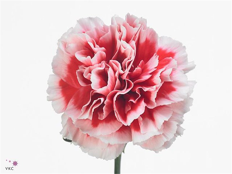 Nagelj Short Cheerio c653