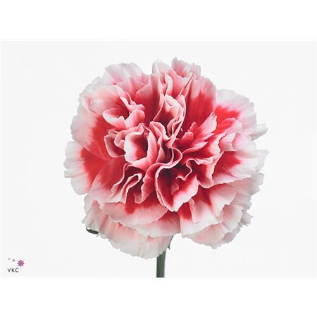 Nagelj Short Cheerio c653