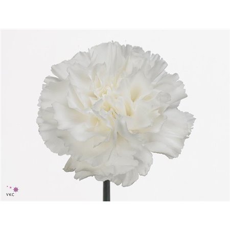 Nagelj Short Delphi c654