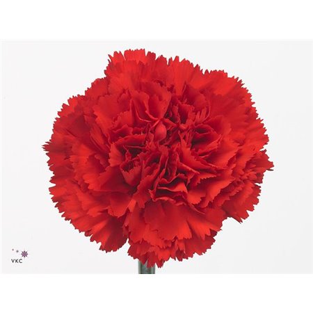 Nagelj Short Don Pedro c656