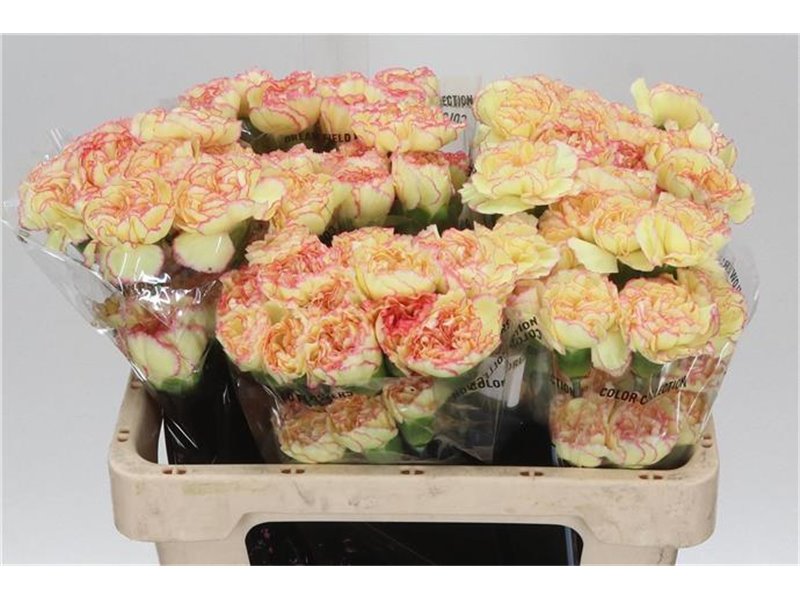 Nagelj Short Fiesta Komachi c658