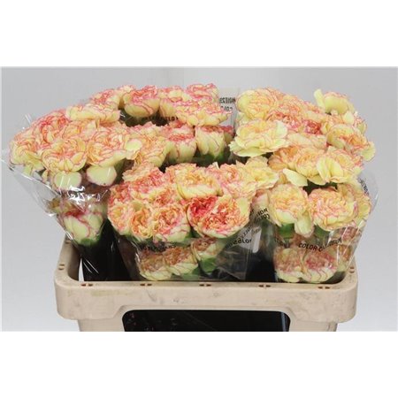 Nagelj Short Fiesta Komachi c658