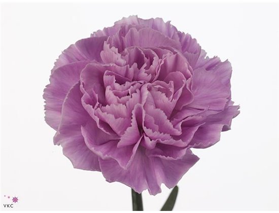 Nagelj Short Fl Moonaqua c659