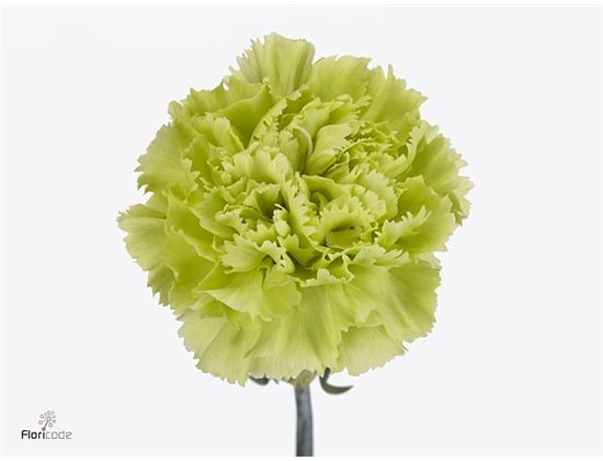 Nagelj Short Green Marty c662