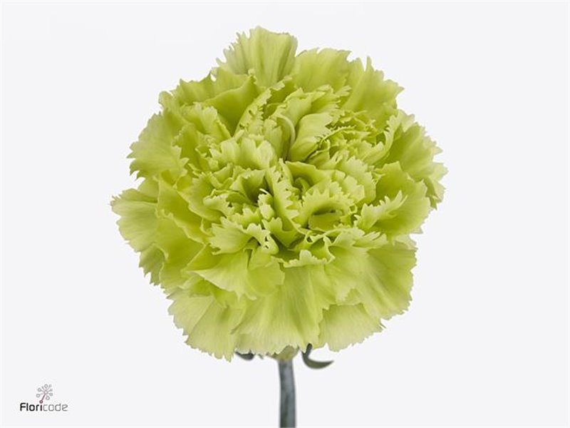 Nagelj Short Green Marty c662