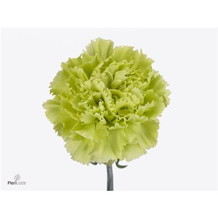 Nagelj Short Green Marty c662