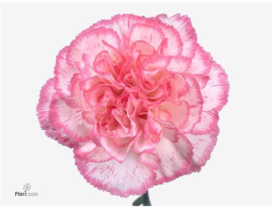 Nagelj Short Komachi c664