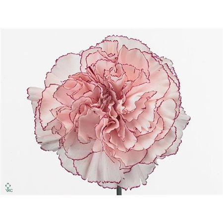 Nagelj Short Mariposa c665