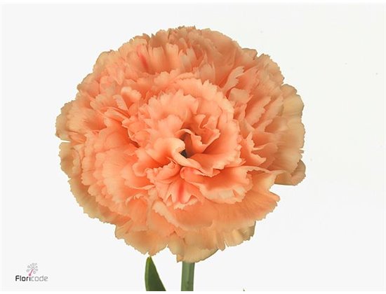 Nagelj Short Megan c666