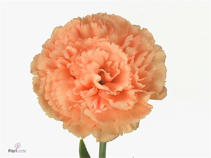 Nagelj Short Megan c666