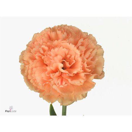 Nagelj Short Megan c666