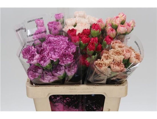 Nagelj Short Megan c667