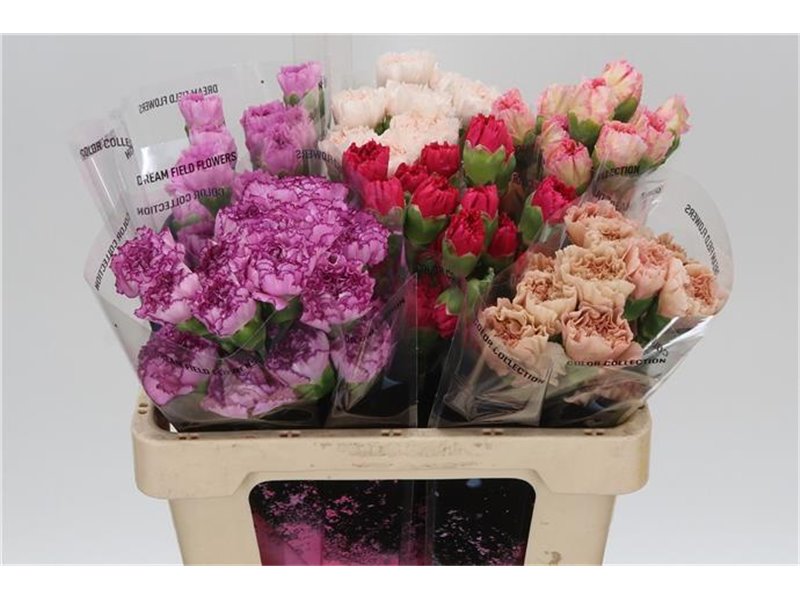 Nagelj Short Megan c667