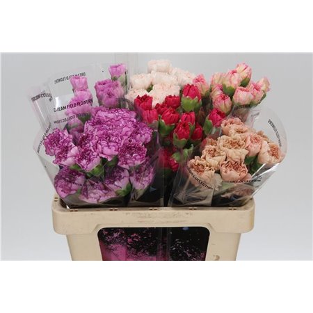 Nagelj Short Megan c667