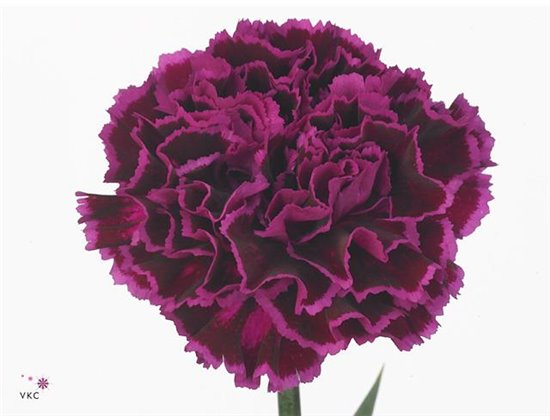 Nagelj Short Nob Violet c668