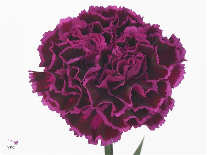 Nagelj Short Nob Violet c668