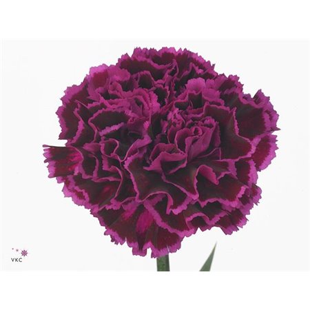 Nagelj Short Nob Violet c668